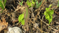 Podarcis melisellensis