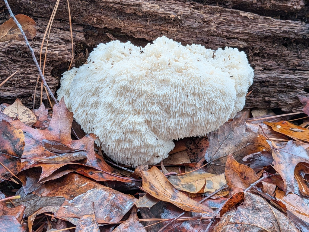 Hericium erinaceus · November 2025 · photo: © kzoebel (iNaturalist, cc0)