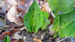 Arum maculatum
