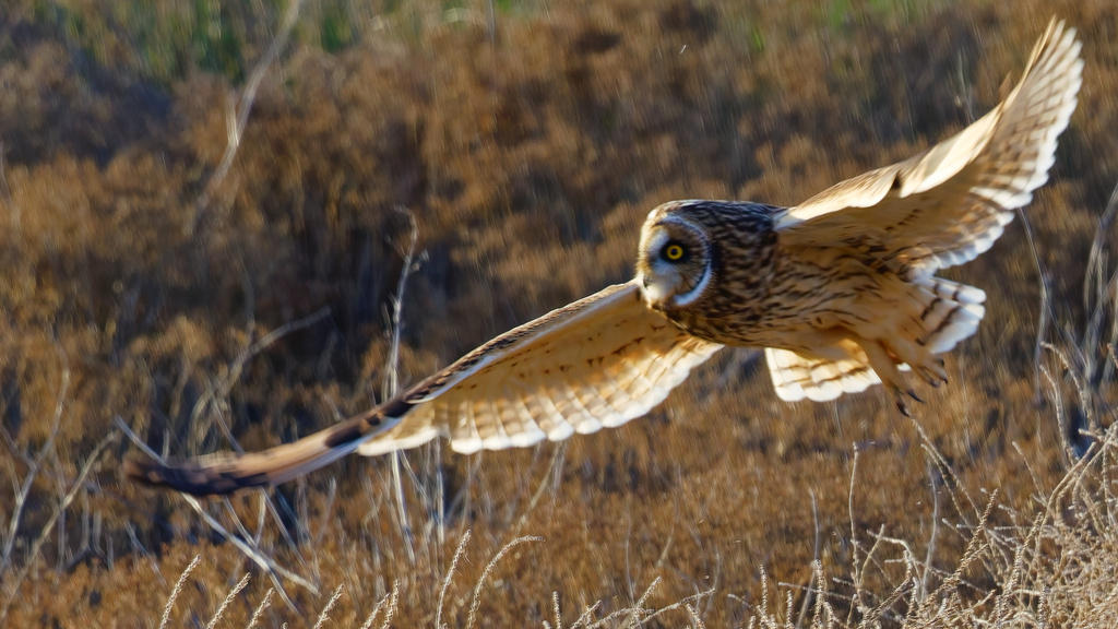 Hibou des marais