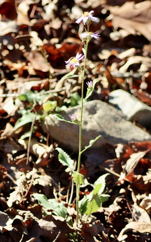 manyray aster (Symphyotrichum anomalum)
