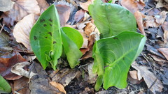 Arum maculatum