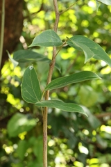 author not stated, no rights reserved Mucuna birdwoodiana, photograph author not stated, no rights reserved
