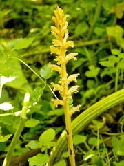 Orobanche flava