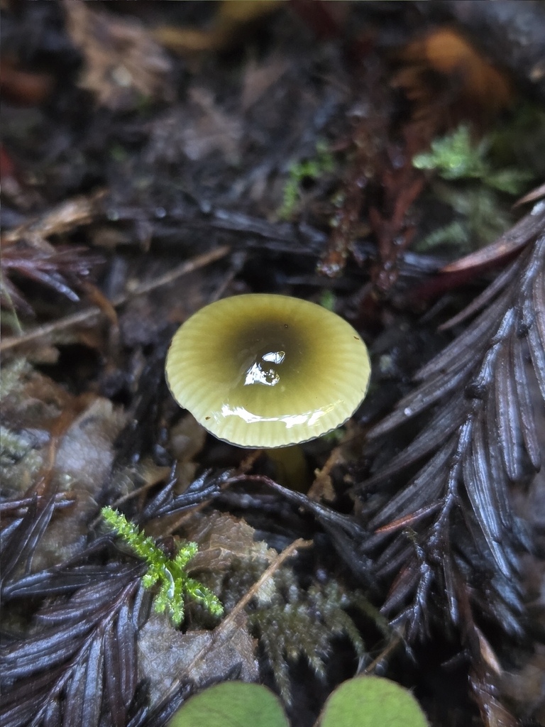 Gliophorus psittacinus · November 2025 · photo: © mandymushii (iNaturalist, cc-by)