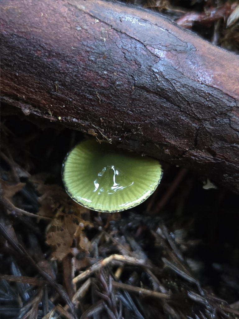 Gliophorus psittacinus · November 2025 · photo: © mandymushii (iNaturalist, cc-by)