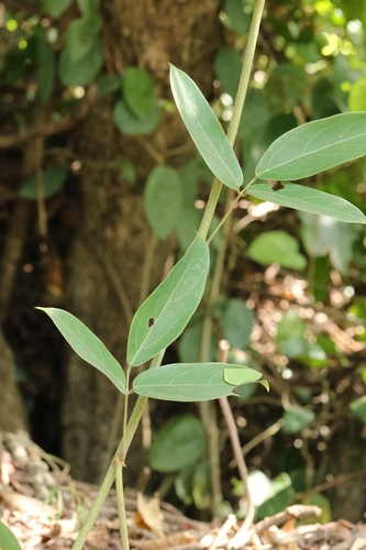 Mucuna birdwoodiana, photograph 3