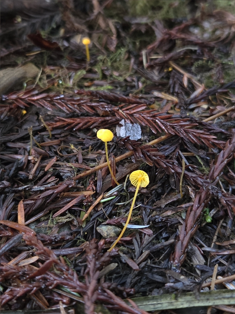 Mycena oregonensis · November 2025 · photo: © mandymushii (iNaturalist, cc-by)