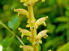Orobanche flava