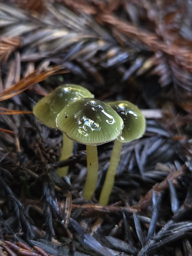 Gliophorus psittacinus · November 2025 · photo: © mandymushii (iNaturalist, cc-by)