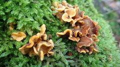 Stereum hirsutum