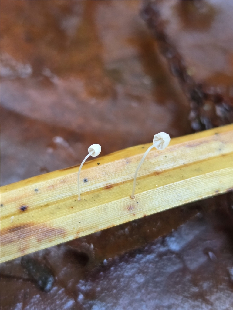 Mycena culmigena
