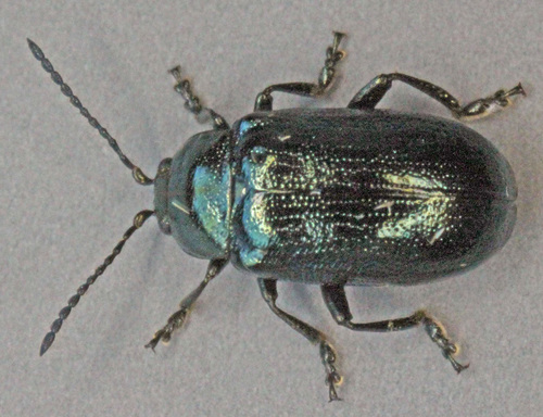 Blue Willow Beetle
