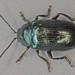 Blue Willow Beetle - Photo (c) Janet Graham, some rights reserved (CC BY)