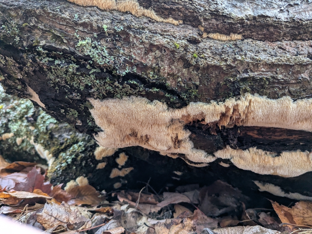 Radulomyces copelandii · November 2025 · photo: © dentalflossbay (iNaturalist, cc-by)