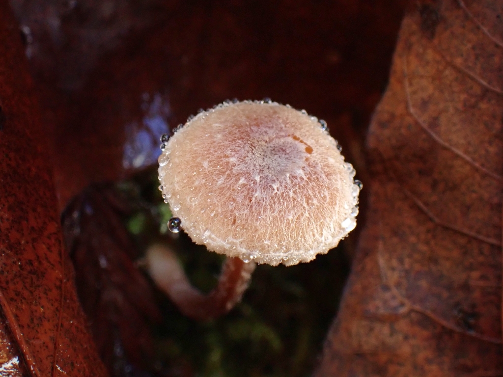 Tubaria sp. 'conspersa-PNW02' · November 2025 · photo: © mandymushii (iNaturalist, cc-by)