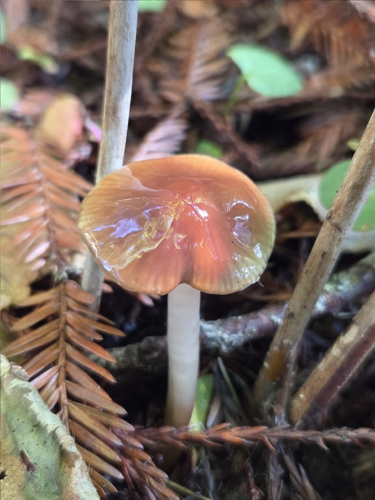 Gliophorus psittacinus · November 2025 · photo: © mandymushii (iNaturalist, cc-by)