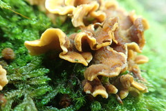 Stereum hirsutum