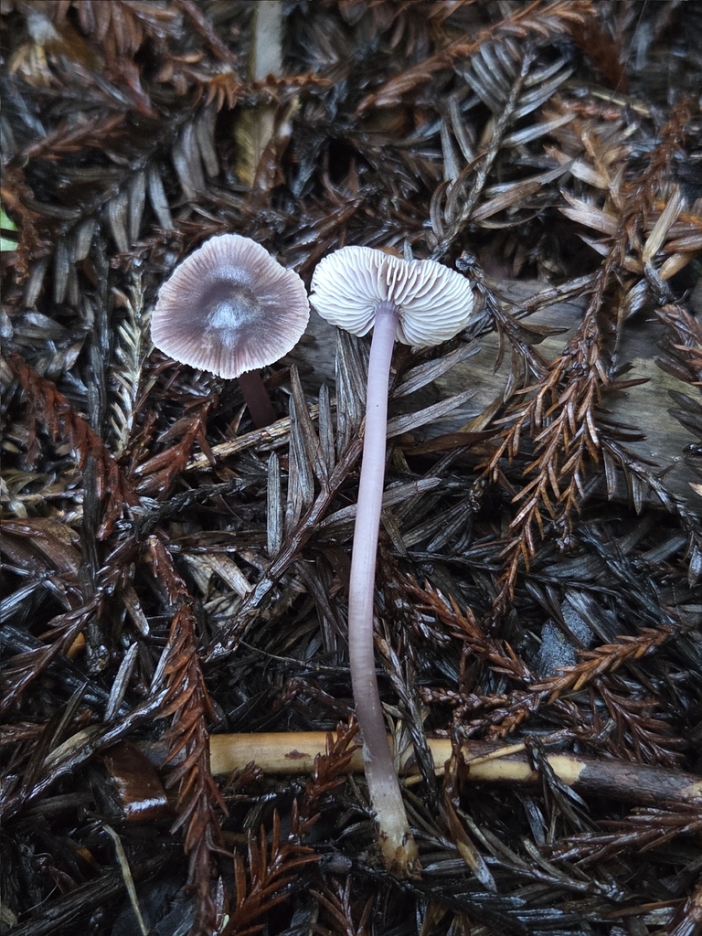 Mycena pura · November 2025 · photo: © mandymushii (iNaturalist, cc-by)