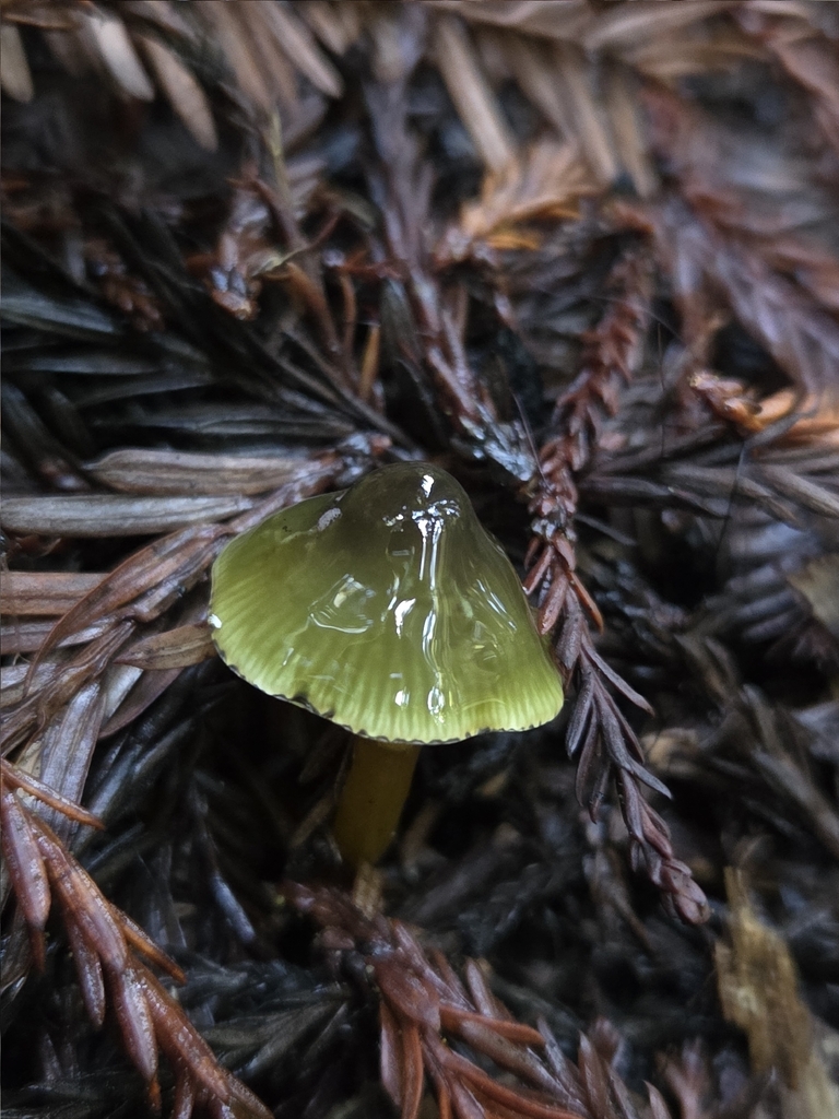 Gliophorus psittacinus · November 2025 · photo: © mandymushii (iNaturalist, cc-by)
