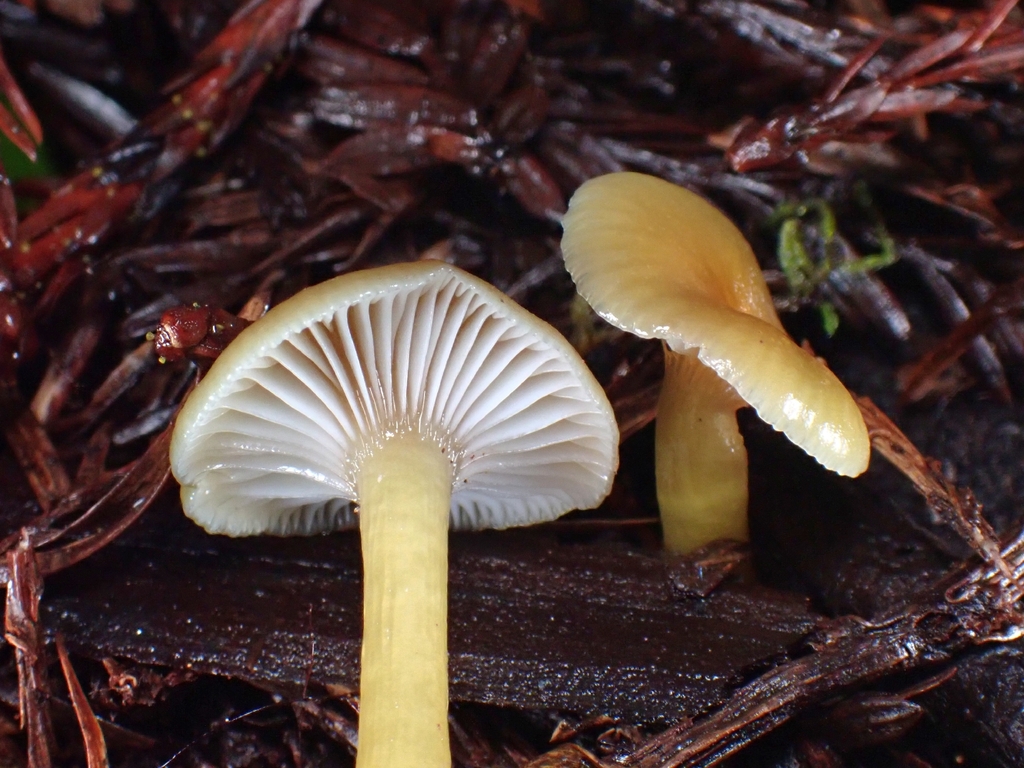 Gliophorus laetus · November 2025 · photo: © mandymushii (iNaturalist, cc-by)