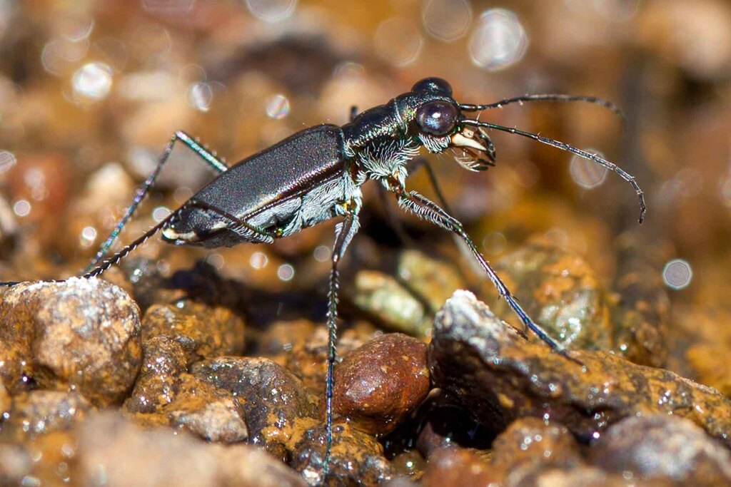 Myriochila semicincta