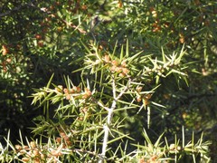 Juniperus
