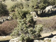 Juniperus
