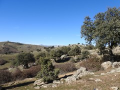 Juniperus