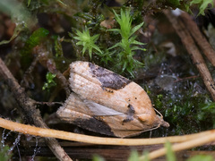 Acleris laterana