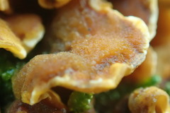 Stereum hirsutum