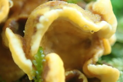 Stereum hirsutum