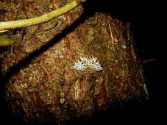 Arichanna melanaria