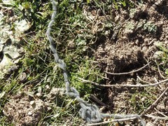 Thaumetopoea herculeana