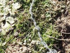 Thaumetopoea herculeana