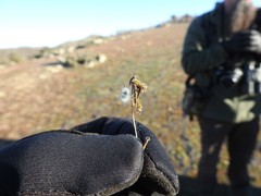 Thaumetopoea herculeana