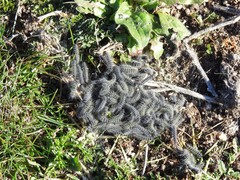 Thaumetopoea herculeana