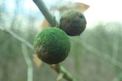 Cynipini