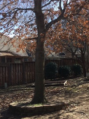 Sitta carolinensis tenuissima