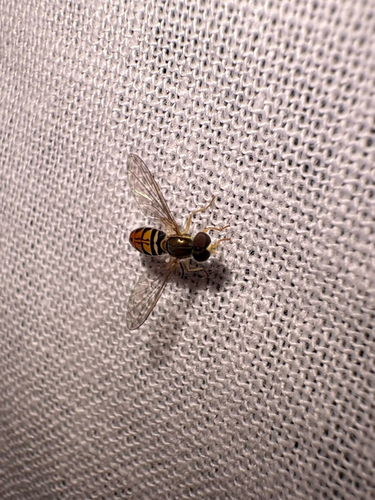 Unknown species found near Open Plain Dr, Pflugerville, TX, US
