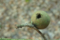 Cynipini