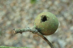 Cynipini