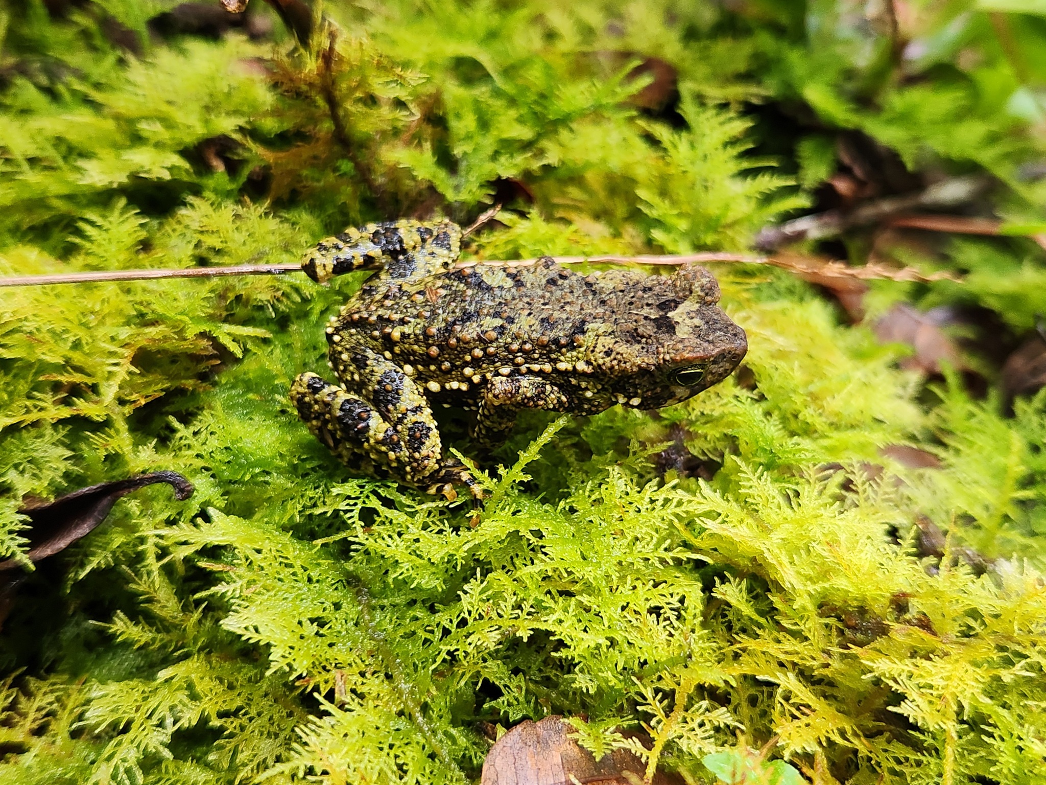 Veragua Toad photo 8