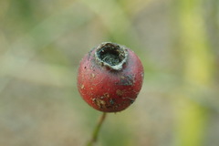 Crataegus