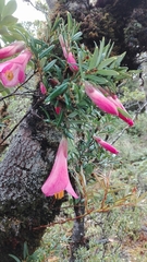 Philesia magellanica