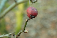 Crataegus