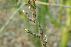 Crataegus