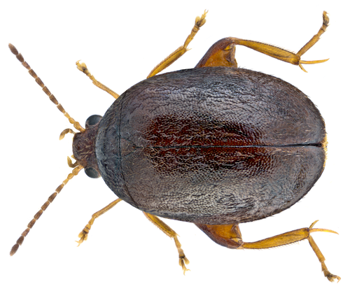 Scirtes hemisphaericus, photo 4 of 10