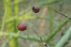 Crataegus