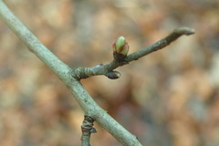 Crataegus